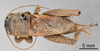 CollectionObject 1522795; 401ad376-a0a3-475c-9f78-588894eaa384: Male, dorsal view (lectotype). (CollectionObject).