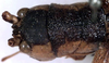 CollectionObject 1531886; 7cfb3b2a-4193-4c3c-a203-c04c6ba63fdd: female head and pronotum, dorsal view (holotype). (CollectionObject).