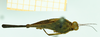 CollectionObject 1531484; 248299c0-b6e6-48de-8393-c6ef4a5579fe: male, dorsal view (syntype). (CollectionObject).