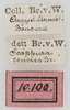 CollectionObject 1552405; NMW 10100, b859eee8-cef8-41be-8a50-c7d9a96e78e5: labels (holotype of variety concisa). (CollectionObject).
