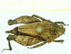 CollectionObject 1532629; e851a3c0-64b5-482e-a734-8a0cd53cdb3b: female, dorsal view (holotype). (CollectionObject).