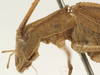 male head and pronotum, lateral view. Depicts CollectionObject 1582906; 07f1cb2e-3ed1-4a23-aad5-165bd8910ea9, a CollectionObject.