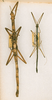CollectionObject 1559580; 91b57ccb-65ed-4efa-9e80-2350cf0598a2: copyright ANSP. male and female of synonym Candaules transiens (paralectotypes). (CollectionObject).;CollectionObject 1559581; 2a99ad7d-5733-4ed6-bc4b-4ba57605c87f: copyright ANSP. male and female of synonym Candaules transiens (paralectotypes). (CollectionObject).
