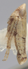 Habitus, lateral view on Athysanella (Pectinapyga) texana (Osborn, 1930): Lateral. (Observation).
