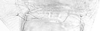 Hind wing.: Hairs on abdominal tergite VIII of A. urticata. (Observation).