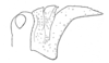 Eremotmethis carinatus (Fabricius, 1775): (after type). pronotum, lateral view (Tmethis moritzi). (Otu).