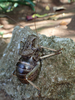 FieldOccurrence 435; e0085382-fccb-4a14-a299-ab4e3f9e4055; Tanzania
Rauforest near Moshi Kilimanjaro, 2021/11/??: male. (FieldOccurrence).