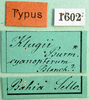 CollectionObject 1501080; d72582d4-259e-4409-9a69-58e1d00a1b81: labels (holotype of Descampsacris klugi). (CollectionObject).
