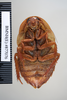CollectionObject 1573293; 11cd28c1-ebe9-42d2-b22c-0eef6de9968c: Copyright NHM, London. Ventral view, female, non-type. (CollectionObject).