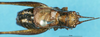 CollectionObject 1507110; e0adbaf9-f6a7-44d4-b7f8-93e0262e6e1f: male, dorsal view. (CollectionObject).