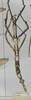 CollectionObject 1561145; b9b6d64f-963f-49ed-8e1a-fe1d543499c5: copyright MHNG, Geneva. female (syntype). (CollectionObject).