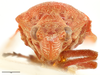 Head: !! display not done !! on Locris rubra (Fabricius, 1794): (Observation).