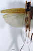 CollectionObject 1503248; 75e53c44-9a74-446f-a7ad-3179280ebb05: male habitus dorsal view. (CollectionObject).