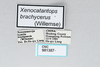 CollectionObject 2868653; CNCI 981387, b04e2dbc-3bbb-4c1f-9a8b-db6d4ae06340: Xenocatantops brachycerus. (CollectionObject).