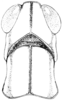Psychomastax deserticola indigena Rehn & Grant, 1959: Fig. 269. female, head and pronotum, dorsal view. (Otu).