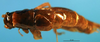 CollectionObject 1502049; 47764657-6124-4e7c-85c2-25e8ef7f07a0: male, dorsal view. (CollectionObject).