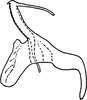Aedeagus, lateral view: Aedeagus, lateral view. (Observation).