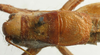 CollectionObject 1520615; d4a0c3fa-29df-4746-a5d1-9b0f0c2f3c24: male, dorsal view (paratype of Pholidoptera caucasicus). (CollectionObject).