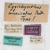 CollectionObject 1561594; NMW 60, 32e0ea99-11b4-4cd6-b71a-7954f1a5128b: copyright NMW. female, data labels (syntype). (CollectionObject).