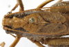 CollectionObject 1539728; 56e64632-c5f4-4c88-93bb-c5f4d175d32c: male pronotum dorsal (holotype). (CollectionObject).