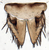 Subgenital plate: Euscelis seriphidii, subgenital plates and valve, ventrally (INHS). (Observation).
