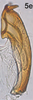 Aedeagus, lateral view on Bretega declispiverpa Stiller, 2017: Aedeagus, lateral view. (Observation).