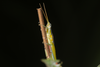 FieldOccurrence 3612; 9dfabfeb-b276-45cd-9c74-33cd856419df; Brazil: Mato Grosso do Sul
Passo do Lontra, 2015/12/11: (FieldOccurrence).