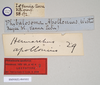 CollectionObject 1558955; NHMUK(SF IMPORT DUPLICATE) 845032-845033, 4e8d0c27-a64b-4074-a309-7ee10b0cb76a: copyright Natural History Museum, London. female, data labels (syntype). (CollectionObject).