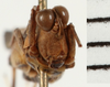 CollectionObject 1529614; NHRS NRM-ORTH 12994, 936c71d9-b9d4-4a73-9b28-19fd5a784c2d: male, frontal view (holotype). (CollectionObject).