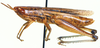 Tristria angolensis Bolívar, 1890: male, lateral view. (Otu).