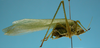 CollectionObject 1542758; 82d9c4ce-fd5d-46c9-8697-c9079f38213b: male, body lateral view (holotype). (CollectionObject).