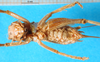 CollectionObject 1567523; 5d91869a-c3de-4764-a319-c7149260b3b4: female, ventral view. (CollectionObject).