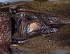 CollectionObject 1531725; 4d532508-6013-4942-9124-b6a5acf5d15c: male stridulatory apparatus (holotype). (CollectionObject).