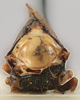 Head: (Observation).
