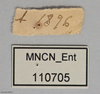 CollectionObject 1588244; MNCN(SF IMPORT DUPLICATE) 110705, bc1708c3-463b-4c5b-a1bc-b53609e7eab1: copyright MNCN, Madrid. female, data labels (holotype). (CollectionObject).
