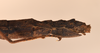 CollectionObject 1561454; 23e893d9-9a73-41bd-bcdb-62c55e4010cc: copyright OUMNH. female: end of abdomen, lateral view (syntype). (CollectionObject).;CollectionObject 1561455; d4690fb8-82db-4776-a5e6-00b5fb32a05f: copyright OUMNH. female: end of abdomen, lateral view (syntype). (CollectionObject).