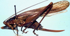 CollectionObject 1572393; 085ea116-e577-462c-9b9f-ce57405d397e: female, lateral view (allotype). (CollectionObject).