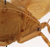 female pronotum, lateral view (syntype of Mataeus orientalis). Depicts CollectionObject 1534704; 8b31a34b-4a98-4718-8c41-0cedc9f3cd92, a CollectionObject.