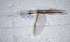 CollectionObject 1576282; fbc4edb0-5f68-44d0-a874-e0a1b069bc3f: copyright Francis Seow-Choen. female, dorsal view (paratype). (CollectionObject).