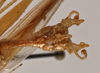 CollectionObject 1475537; a50399b9-6ef1-4b8c-a710-47bb1c68e2da: male abdomen tip (holotype). (CollectionObject).