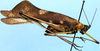 Drepanophyllum marmoratum Karsch, 1890: female, lateral view. (Otu).