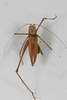 CollectionObject 1506586; 266b06df-fa64-4bab-821a-219d54d5b44e: female, dorsal view (syntype). (CollectionObject).