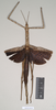CollectionObject 1557433; NHMUK(SF IMPORT DUPLICATE) 844930, ae911a28-f49d-4ed8-bcfe-603443d84339: copyright Natural History Museum, London. female of synonym Bactrododema aculiferum (syntype). (CollectionObject).