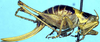 Karniella bullata Rehn, 1914: female, lateral view (not a type, from Uganda, Chagwe, Hulange). (Otu).