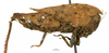 CollectionObject 1567875; 2d51652e-07d6-420b-8343-4d83e635c4b7: female, lateral view (paratype). (CollectionObject).