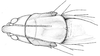 Neoconocephalus affinis (Palisot de Beauvois, 1819): head and pronotum, dorsal view. (Otu).