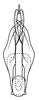 Aedeagus, posterior view: !! display not done !! on Acuera (Acuera) adspersa (Stål, 1854): Male specimen [DZUP]: aedeagus, posterior view. (Observation).