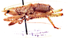 CollectionObject 1534992; 17910123-460b-4ab9-9218-02654dfaa74b: male, lateral view (syntype). (CollectionObject).
