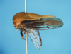 Darnoides Fairmaire, 1847: _Darnoides impressa_. (Otu).