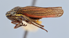 Habitus, lateral view: (Observation).